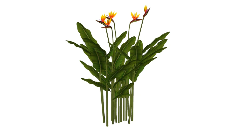 AVE DO PARAÍSO - (STRELITZIA REGINEA)