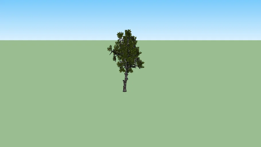 arbre