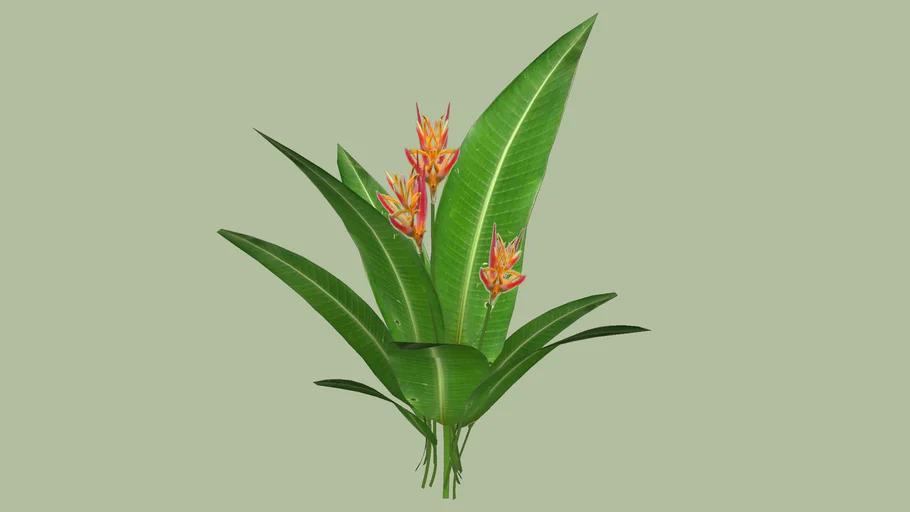 Heliconia