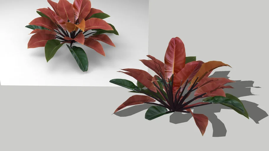philodendron merah