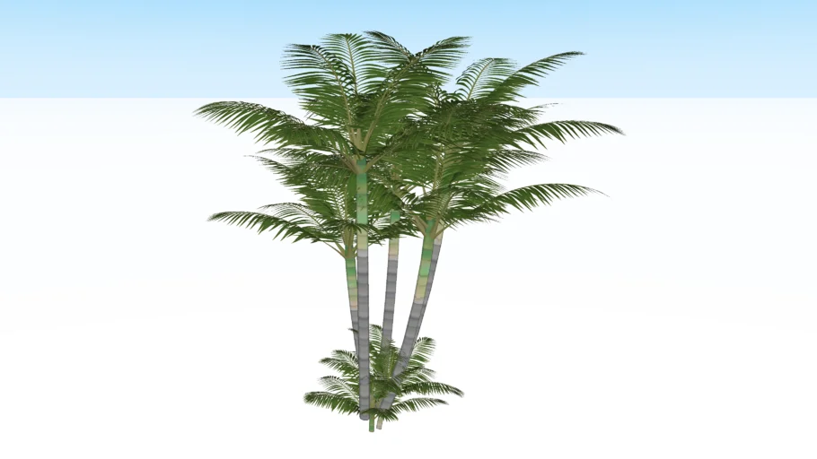 Palmeira Areca