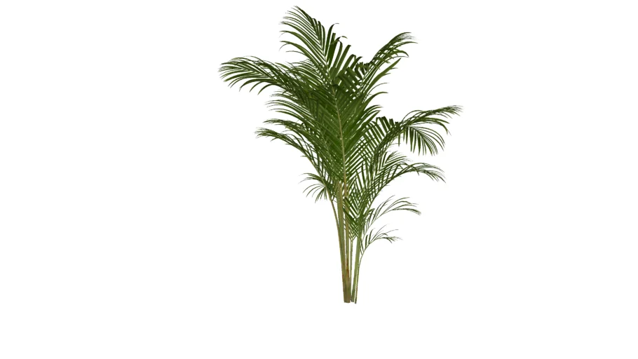 PALMEIRA ARECA