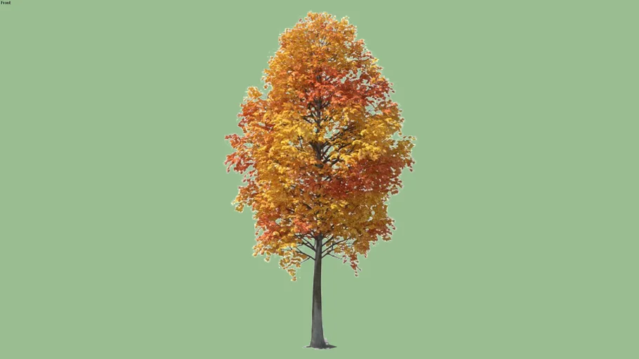 Autumn decidious tree