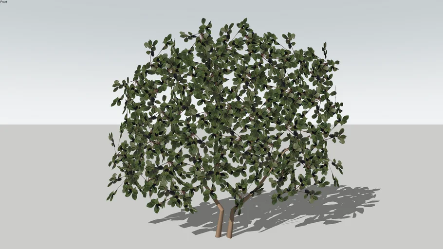 Indian Hawthorne