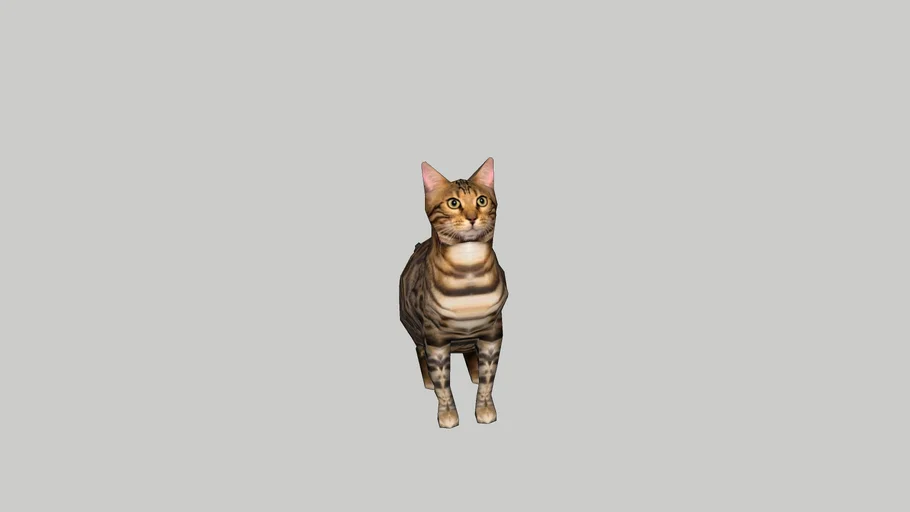 Bengal Cat