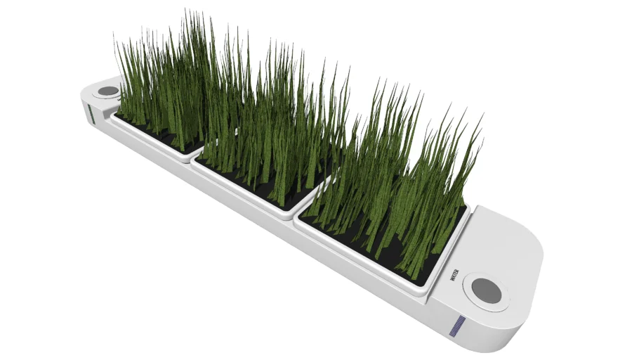 Decoration - Modern Plant