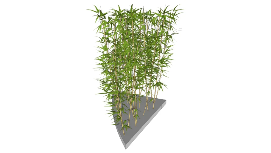 bamboo wall
