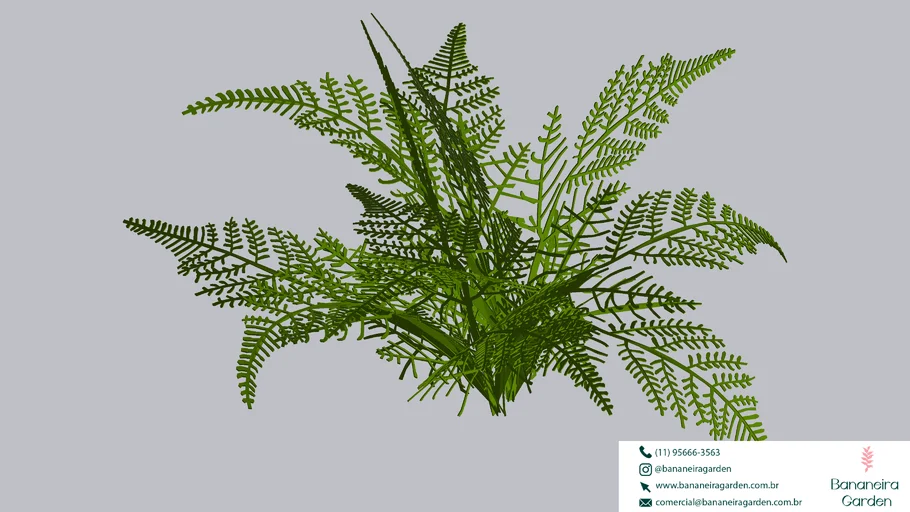 PLANTA SAMAMBAIA RENDA PORTUGUESA