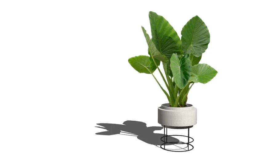 Elephant ear plant 