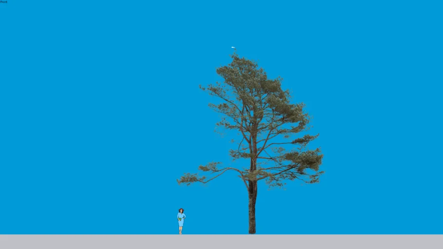 Pinus sylvestris model