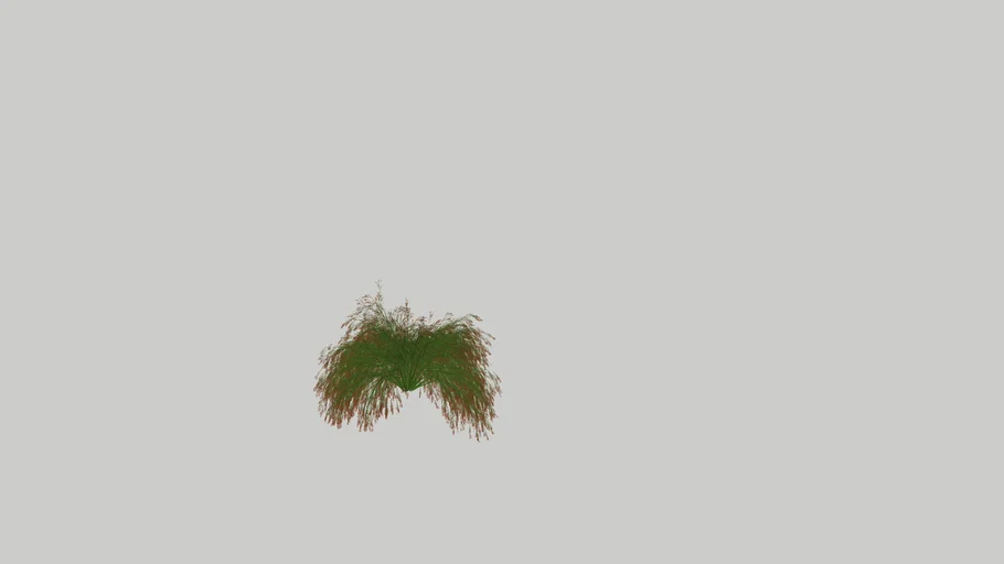 Russelia equisetiformis