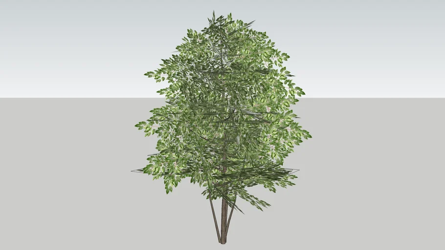 3D TREES