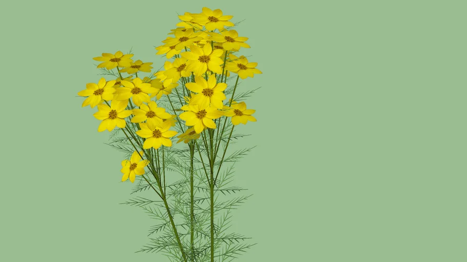 COREOPSIS