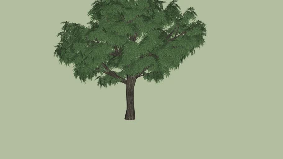 MANGIFERA INDICA - MANGUEIRA - ÁRVORE MANGA - MANGO TREE