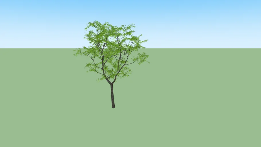 Acacia 3d
