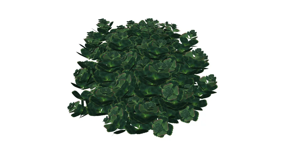 Carissa macrocarpa