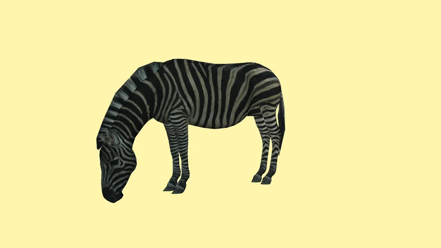 Zebra