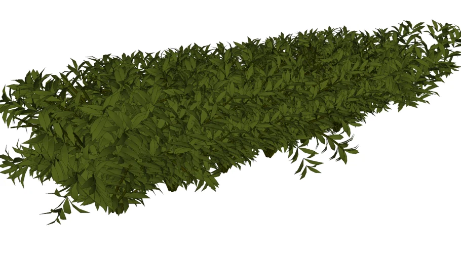 SHRUBS