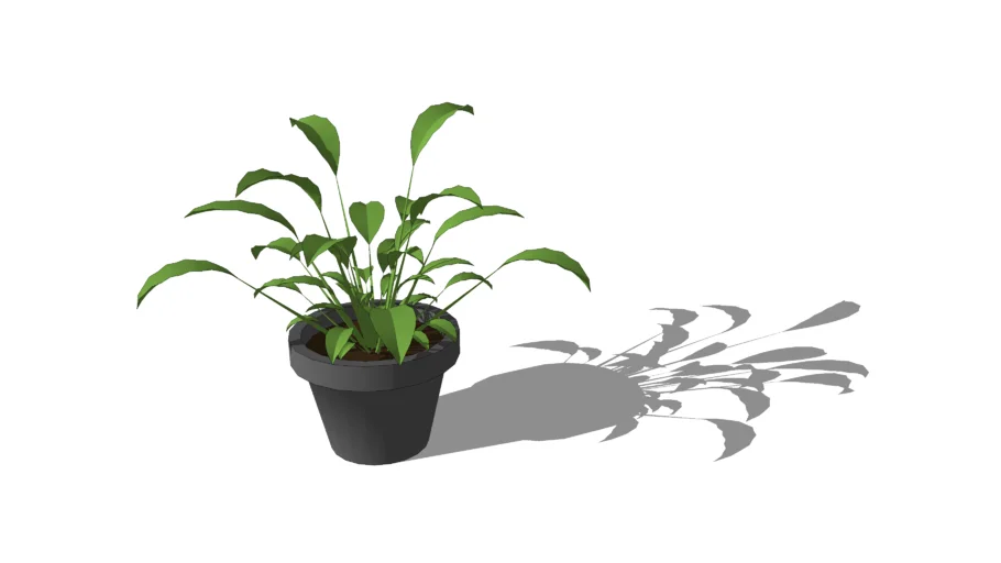 Peace Lily in Small Pot