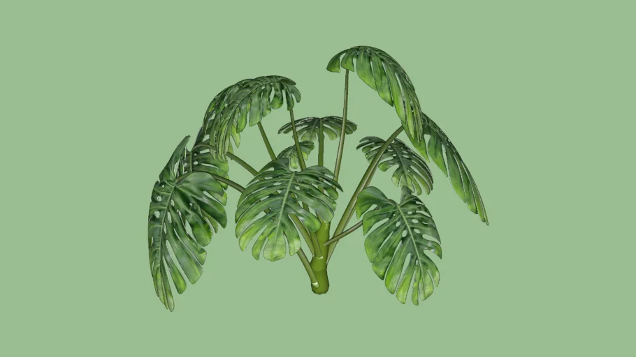 COSTELA-DE-ADÃO