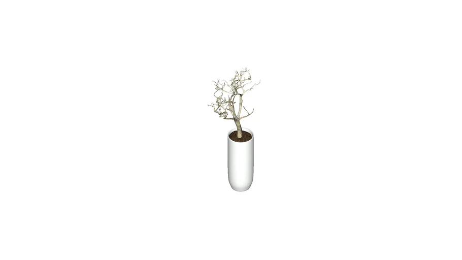 vaso de plantas secas