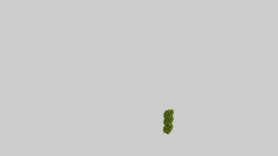climbing plant 1