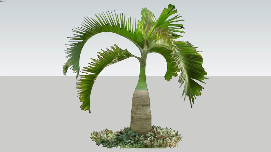 tropical plant