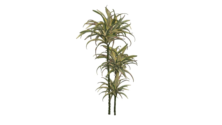 PAU D'ÁGUA (DRACENAS FRAGRANS)