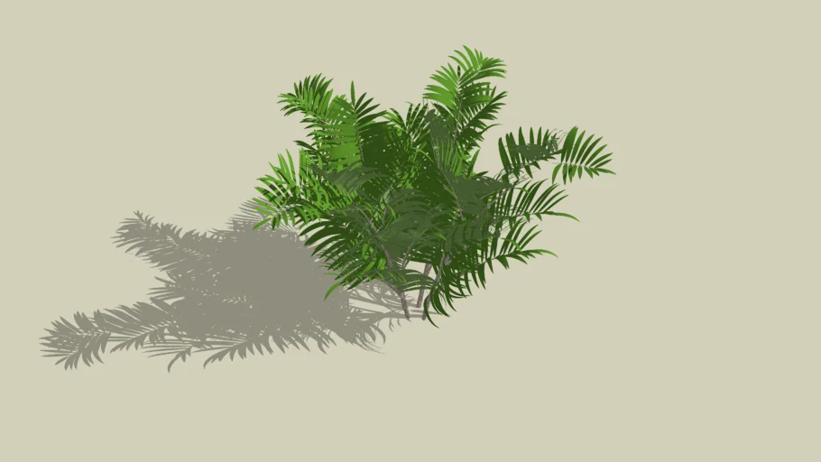 PALMEIRA ARECA