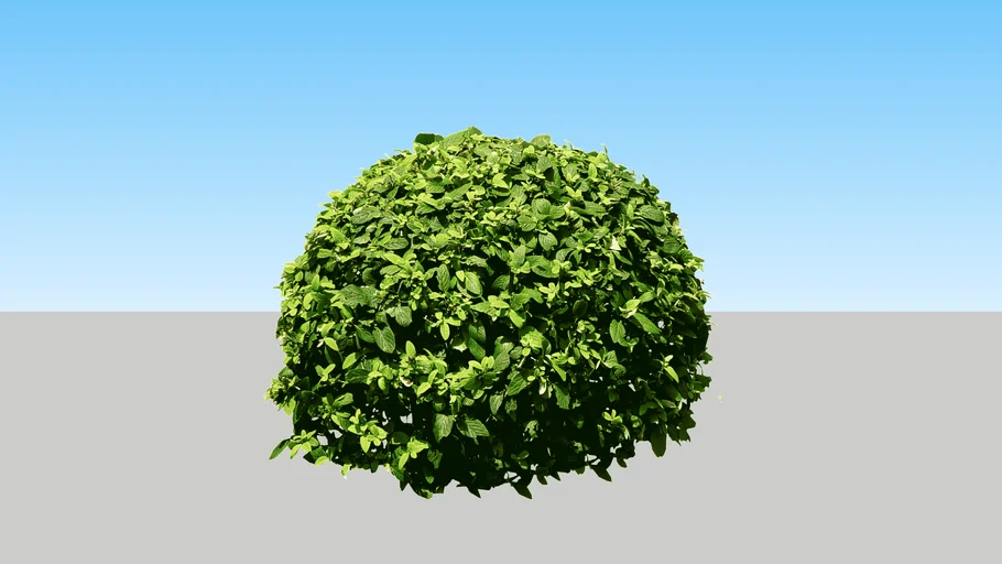 Small Shrub 4
