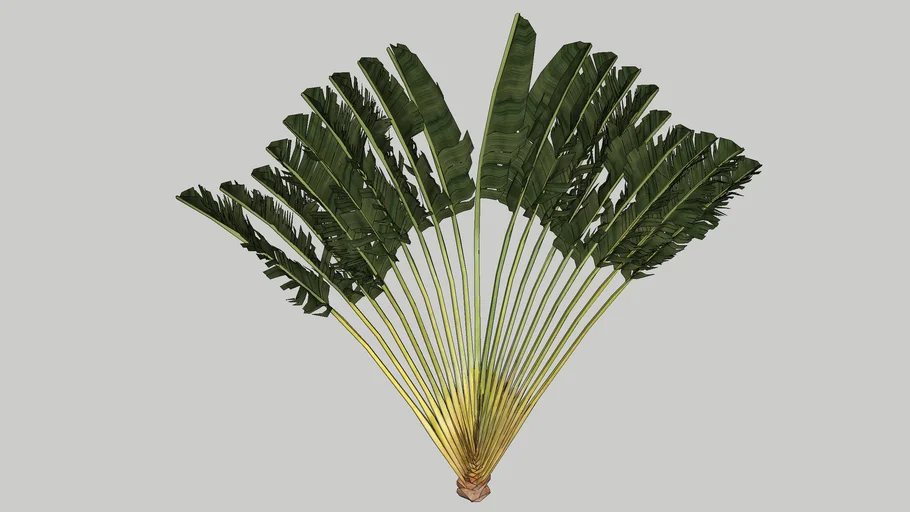 CÂY CHUỐI XÒE