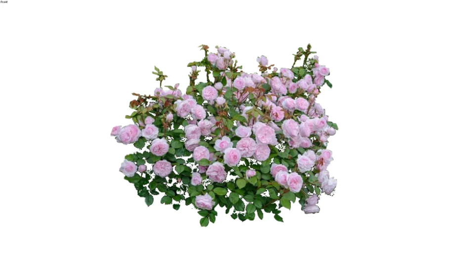 Rose Sir Walter Scott 2D follow me