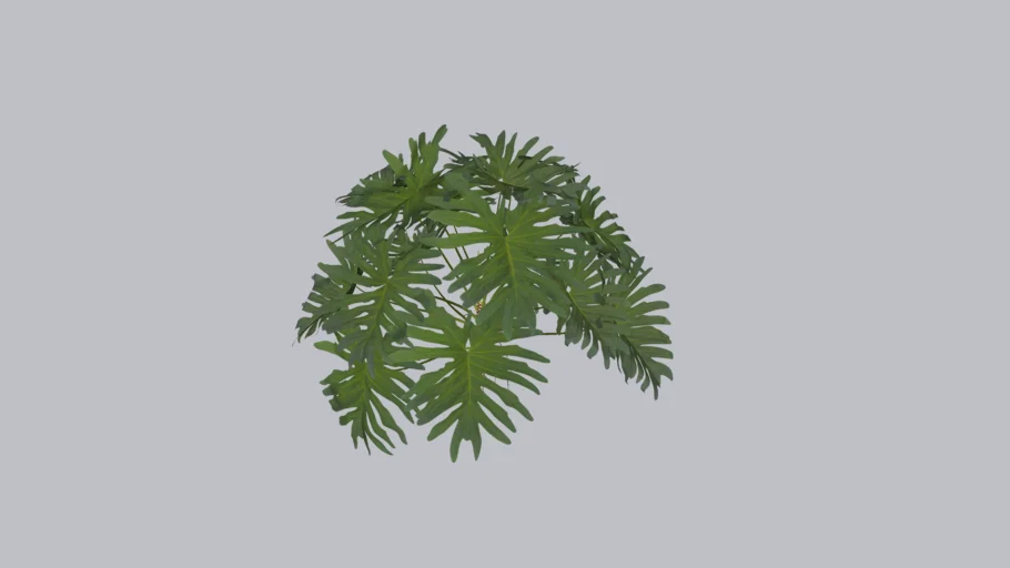 thaumatophyllum bipinnatifidum
