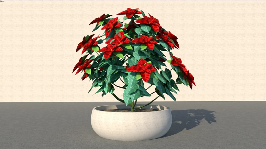 Indoor Plant 10 (Poinsettia)