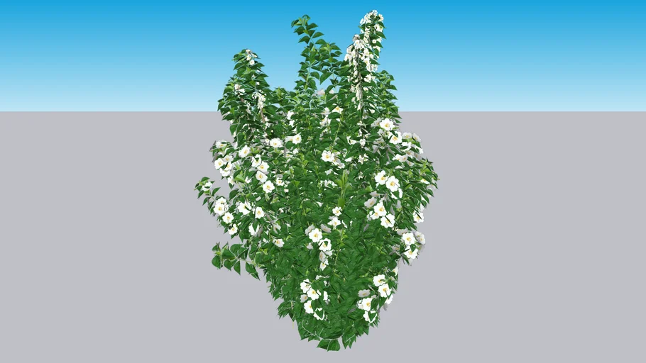 Illuminati Tower® Mock Orange - Philadelphus coronarius