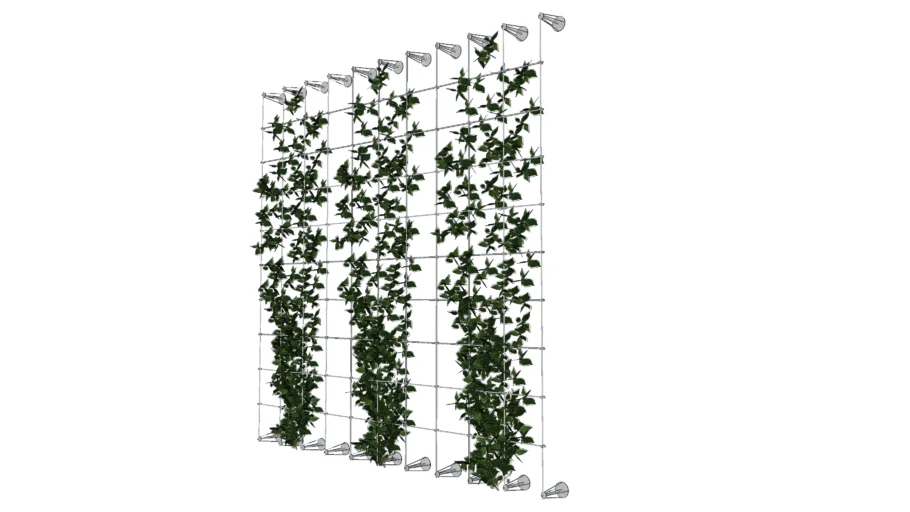 Shrub Climbing Plant