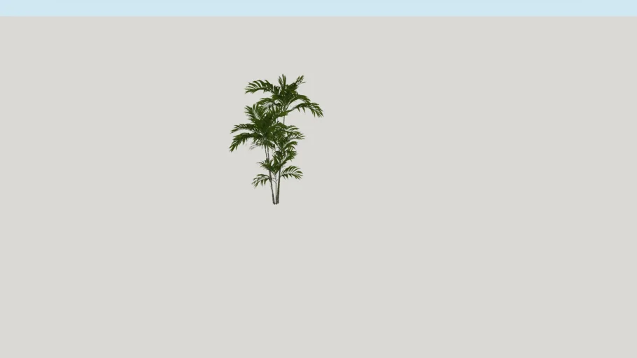 PTYCHOSPERMA MACARTHURII MACARTHUR PALM