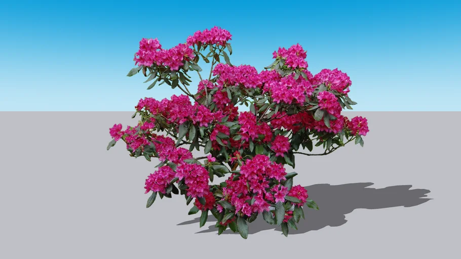 Rhododendron 'Nova Zembla' 2D Face Me Component
