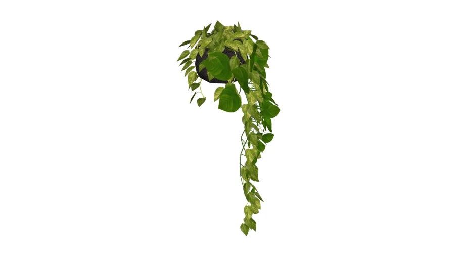 Hanging Plant in Black Pot