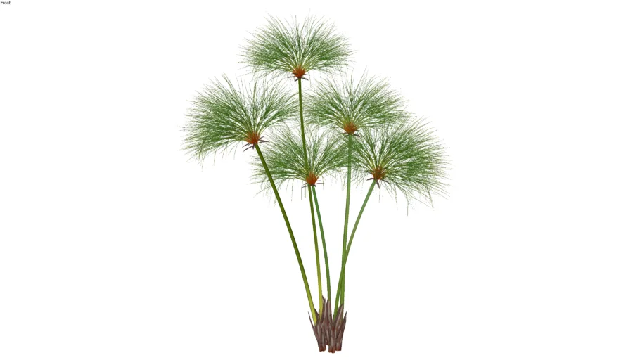 Paisagismo_Papiro (Cyperus papyrus)_001