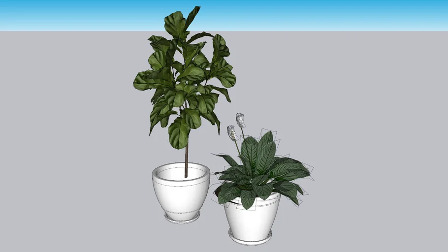 indoor plants