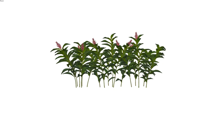 Alpinia Purpurata - Planta Externa