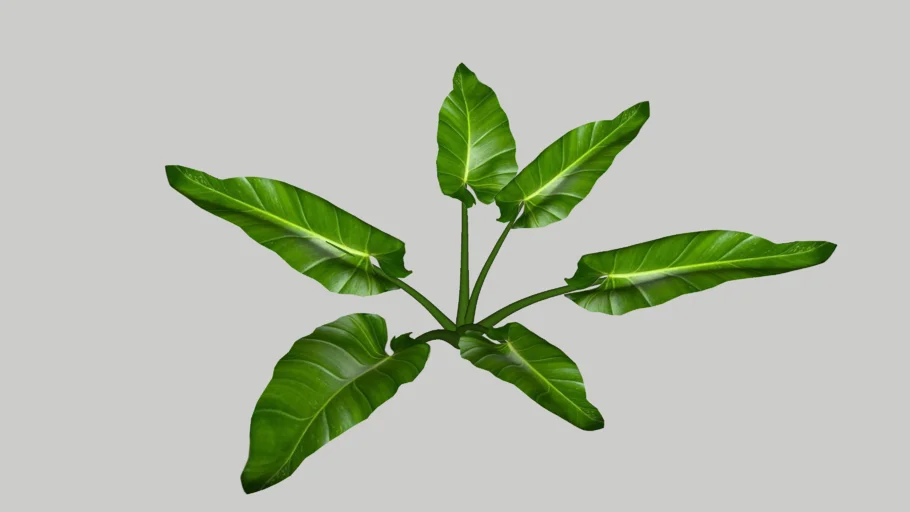 Philodendron marble