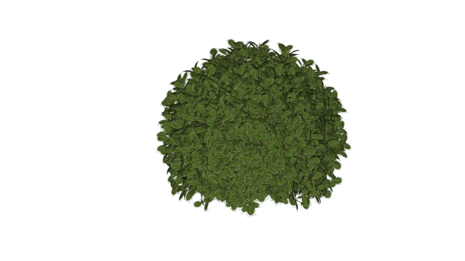 Bush