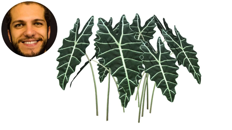 Alocasia Amazônica Punhal Malaio