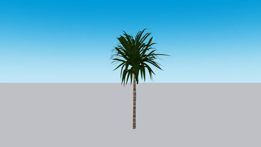 Dracaena arborea - dracena arbórea