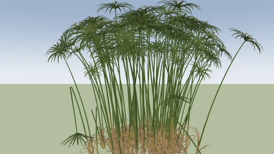 Cyperus alternifolius             Papyrus