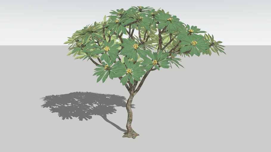 Frangipani / Plumeria Tree With Yellow Flowers