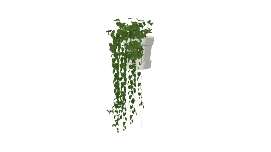 Hanging plant Philodendron Scandens