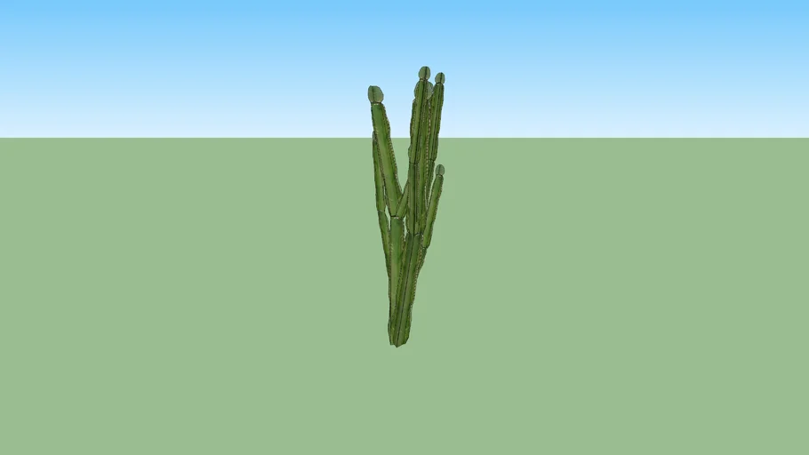 CACTUS 01